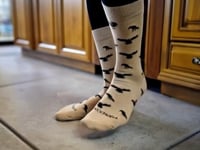 Raven Pattern Socks from the Sock Panda (Adult Medium - Women's Shoe Sizes 5-10) Video